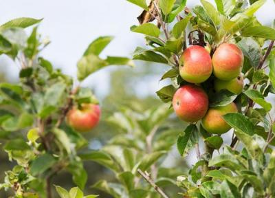 آموزش کاشت هسته سیب (در گلدان، در باغ یا برای سبزه عید)