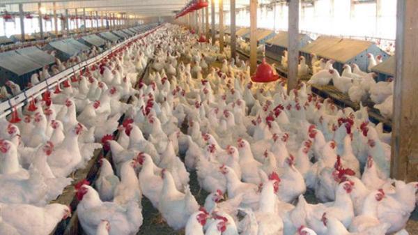 هزینه تولید در مرغداری های صنعتی 84 درصد افزایش یافت