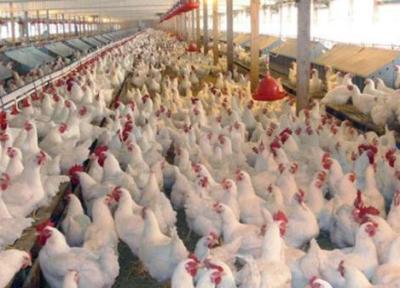 هزینه تولید در مرغداری های صنعتی 84 درصد افزایش یافت