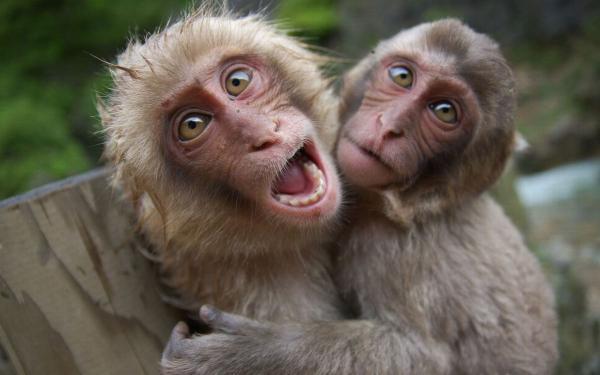 چرا انسان ها حرف می زنند ولی میمون ها جیغ می کشند؟